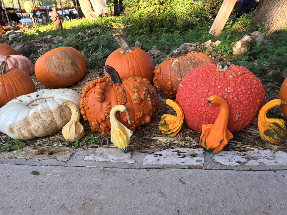 Autumnal scene: a picturesque Cedar Park pumpkin patch brimming with orange pumpkins, located near the Cedar Park First United Methodist Church.