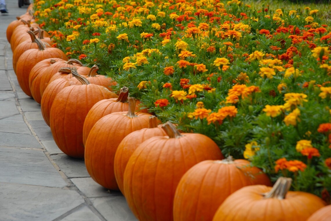 a row of pumpkins and flowers