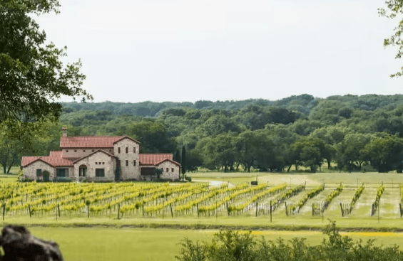 Romantic vineyard setting in Cedar Park, Texas.